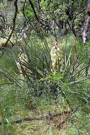 Yucca Flower, Sycamore Canyon, April 16, 2015